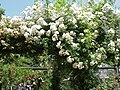 Rambling Rector, Hill 1912