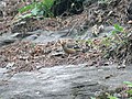 Spectacled finch