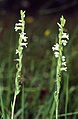 Spiranthe d'été (Spiranthes aestivalis)