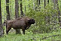 Stier in het wisentreservaat van Prioksko-Terrasny.