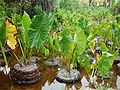 Zone remplie d'eau avec des paniers tressés retenant de la terre et du taro à longues et larges feuilles vertes.