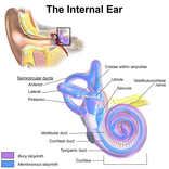 Diagram of inner ear and vestibular system