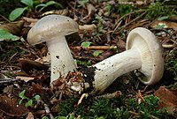 Clitocybe nebularis