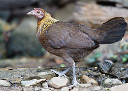 Bankivinė višta (Gallus gallus)