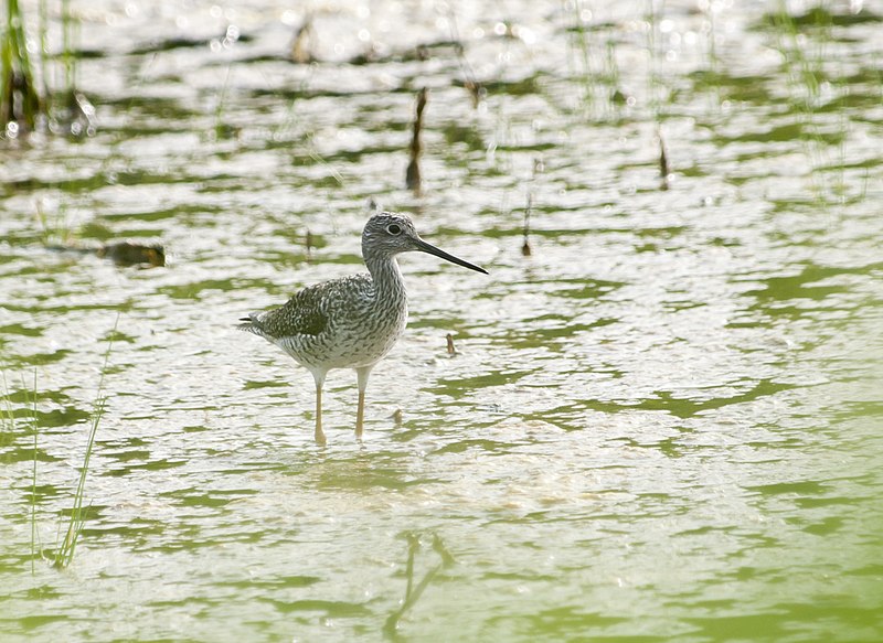 File:Greater Yellowlegs (26842467516).jpg