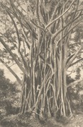 Ficus elastica in Sumatra around 1905