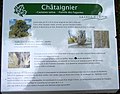 Information sur le châtaignier.