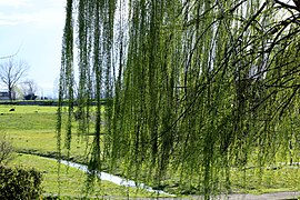 Parco intitolato al lughese Andrea Golfera.jpg