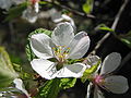 Prunus tomentosa