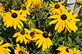 Rudbeckia hirta