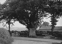 The old oak with letter-box inside the trunk Clun Salop (1293730).jpg