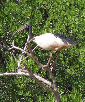 Madagaskara ibiso