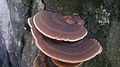 Trametes cingulata