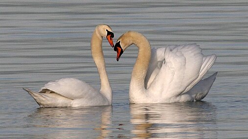 lebădă mută (Cygnus olor)