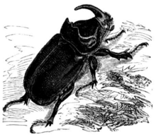 Oryctes nasicornis Nashornkaefer Brehms.png