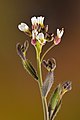 27 Arabis hirsuta - Keila uploaded by Iifar, nominated by Iifar,  21,  0,  0