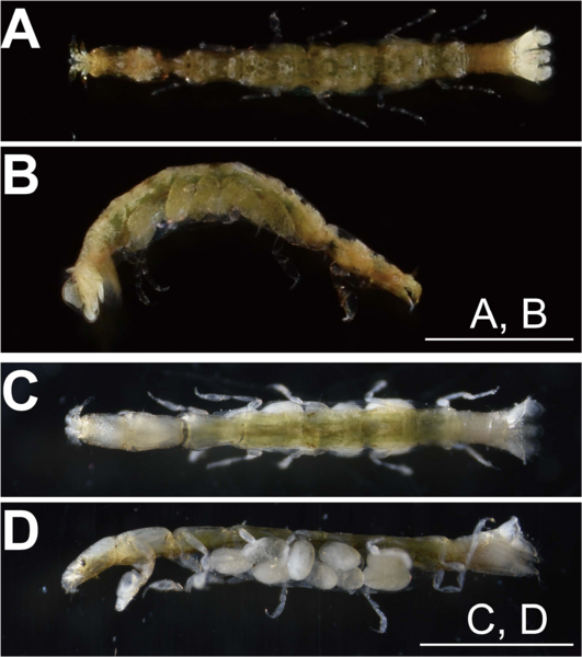 File:Cruranthura viridis (10.12782-specdiv.29.65) Figure 1.png