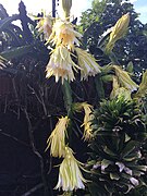 Fleurs de Hylocereus undatus.