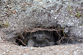 Gopher tortoise (Gopherus polyphemus) from Lee County, Florida (18 June 2018)