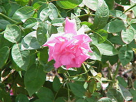 Image illustrative de l’article Zéphirine Drouhin