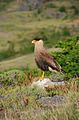 Caracara huppé (Caracara plancus).