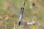 Orthetrum albistylum – Männchen