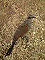 Serengeti National Park, Tanzania