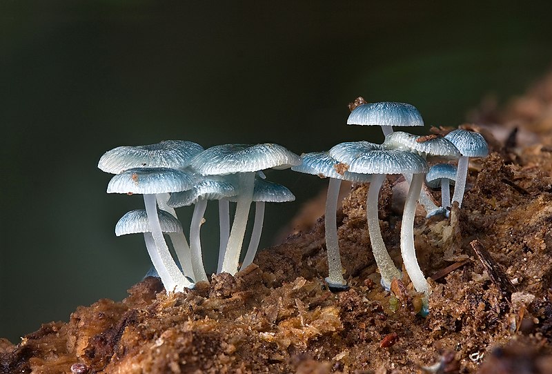 File:Mycena interrupta.jpg