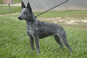 Un bouvier australien courte queue de couleur bleue.