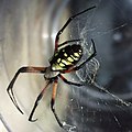 Argiope aurantia