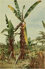 Thumbnail for Panama disease