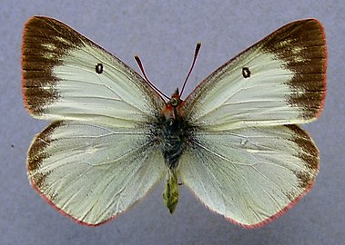 Colias palaeno ♀