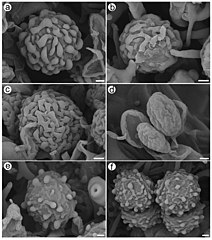 Bazydiospory Dichostereum