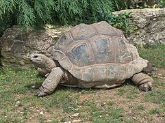 Aldabrachelys gigantea (Testudinidae)