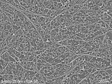 Imogolite nanotubes SEM.jpg