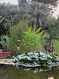 Miniatura para Jardín Botánico de la Universidad de Valencia