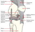 Diagrama del genoll.