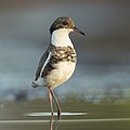 11 Red-kneed Dotterel - Pitt Town Lagoon uploaded by JJ Harrison, nominated by Iifar,  20,  0,  0