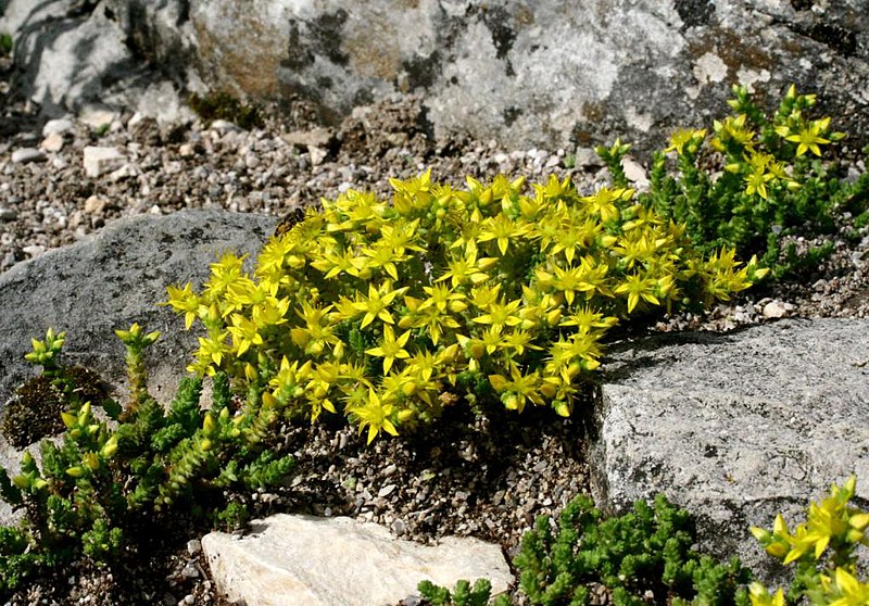 File:Sedum acre ENBLA03.JPG