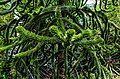 Araucaria araucana