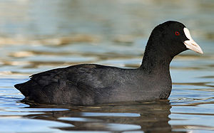 Fulica atra, ενήλικο