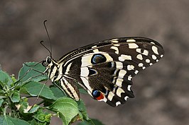 Papilio demodocus