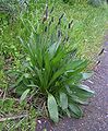 Plantago lanceolata