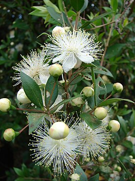 Välimerenmyrtti (Myrtus communis)