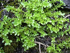 Pilea microphylla.