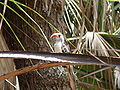 Bijilo Forest Park, Gambia