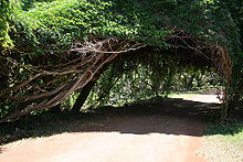 Monkey Ladder Vine canopy.jpg