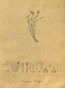 Nova genera ac species plantarum, quas in regno Chilensi Peruviano et in terra Amazonica (Pl. 025) (8619515730).jpg