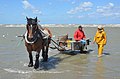 Krabbenfischer, Oostduinkerke