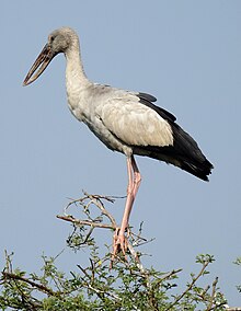 Asian Openbill Anastomus oscitans by Dr. Raju Kasambe. DSCN7360 (2).jpg